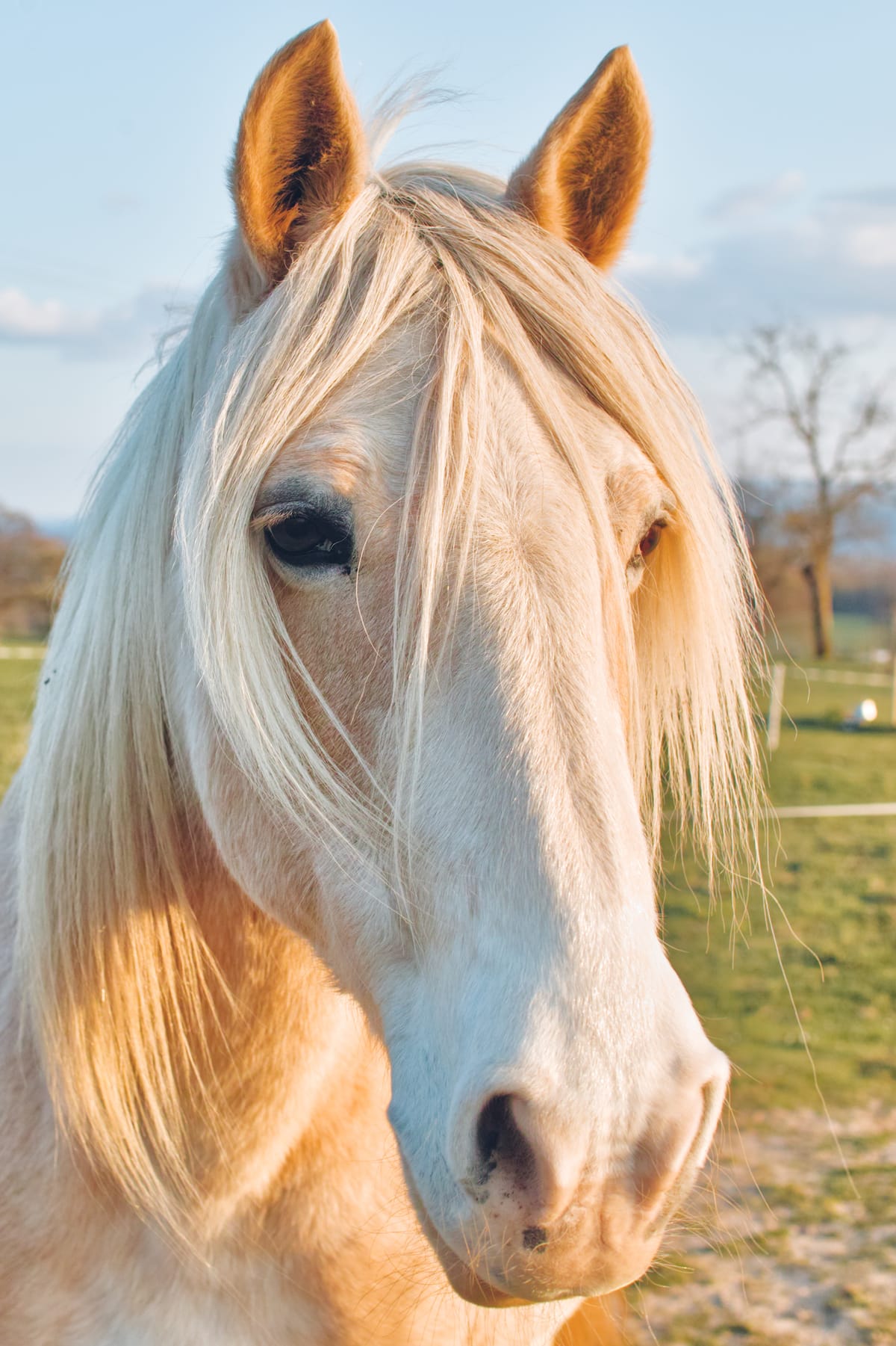 Outdoor portrait of a horse.