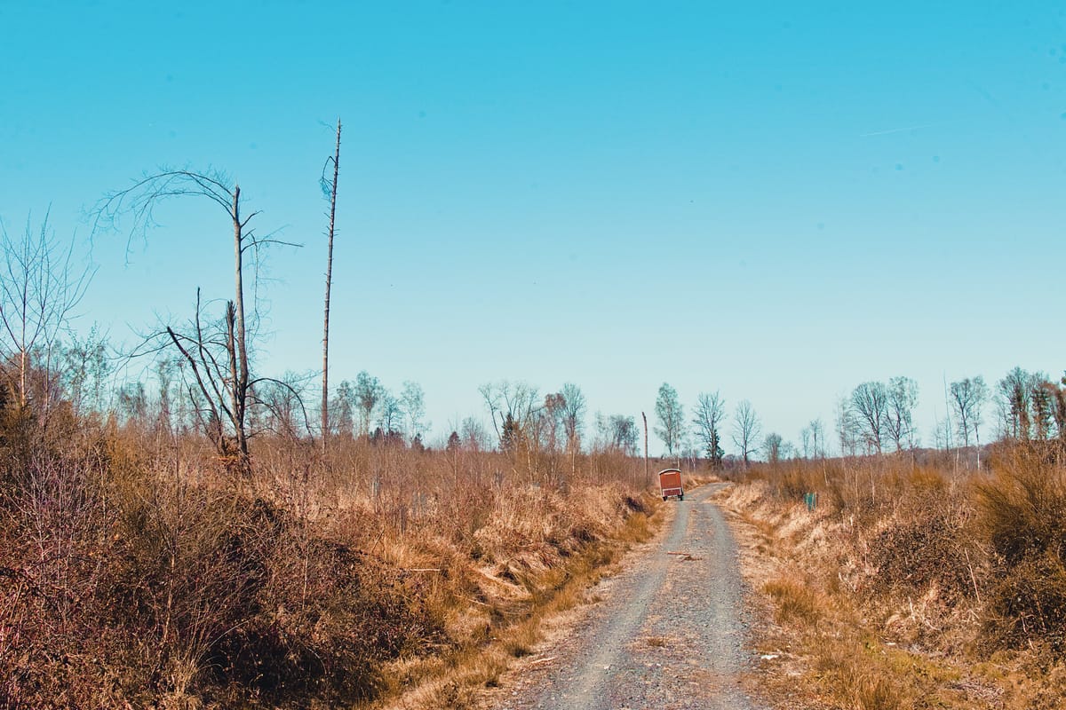 A dirt road going through remnants of a forest.