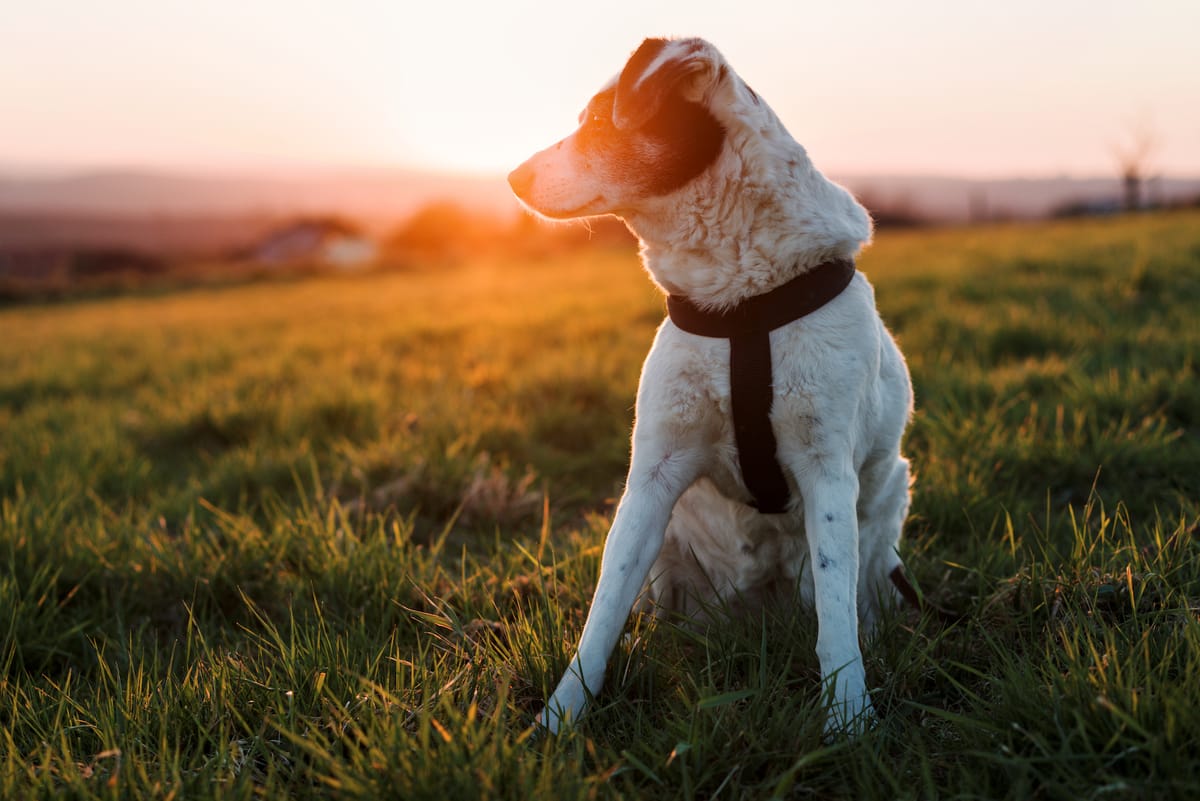 A black and white dog sitting on a meadow with the sun going down behind her