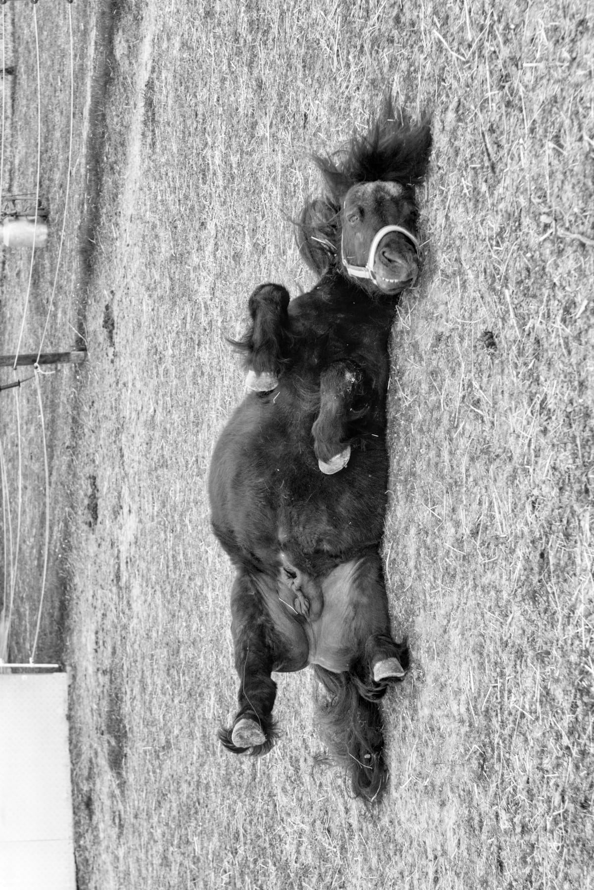 A shetland pony rolling on the ground; the picture is rotated 90 degrees.