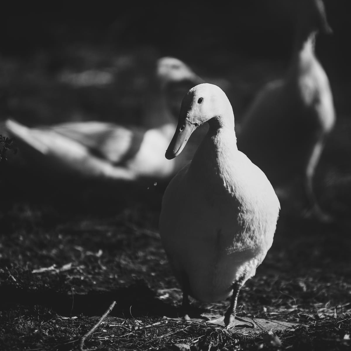 Black and white portrait of a runner duck with two more ducks in the background