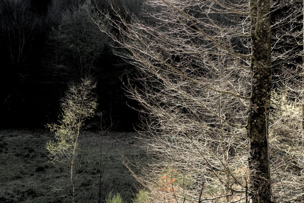 Sunlit trees in the evening sun against a dark background.