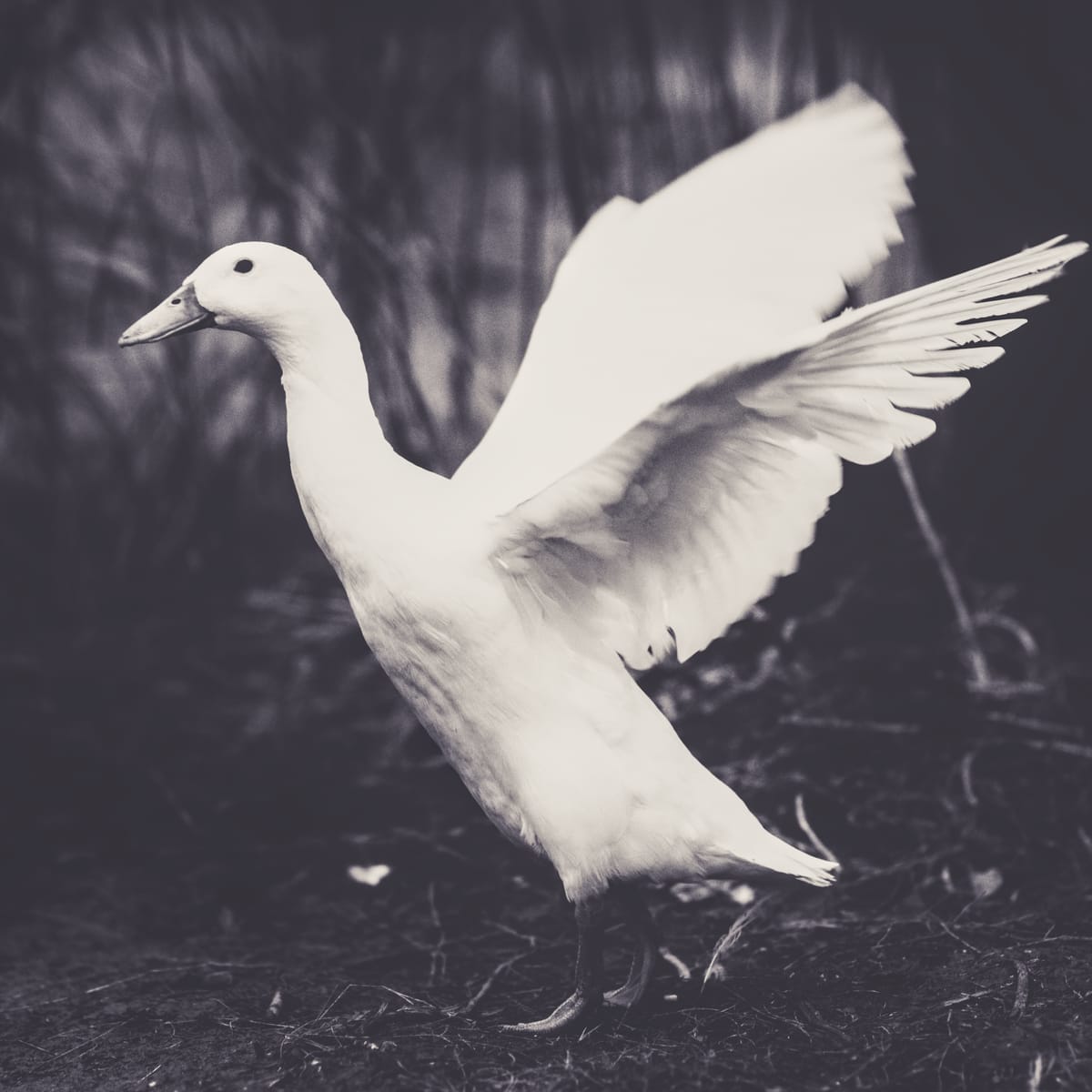 Black and white picture of a runner duck spreading her wings