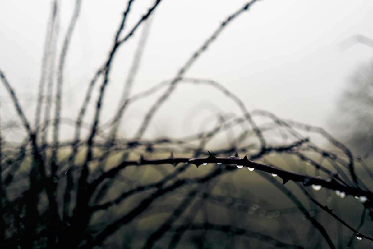 a thorny plant with raindrops on it