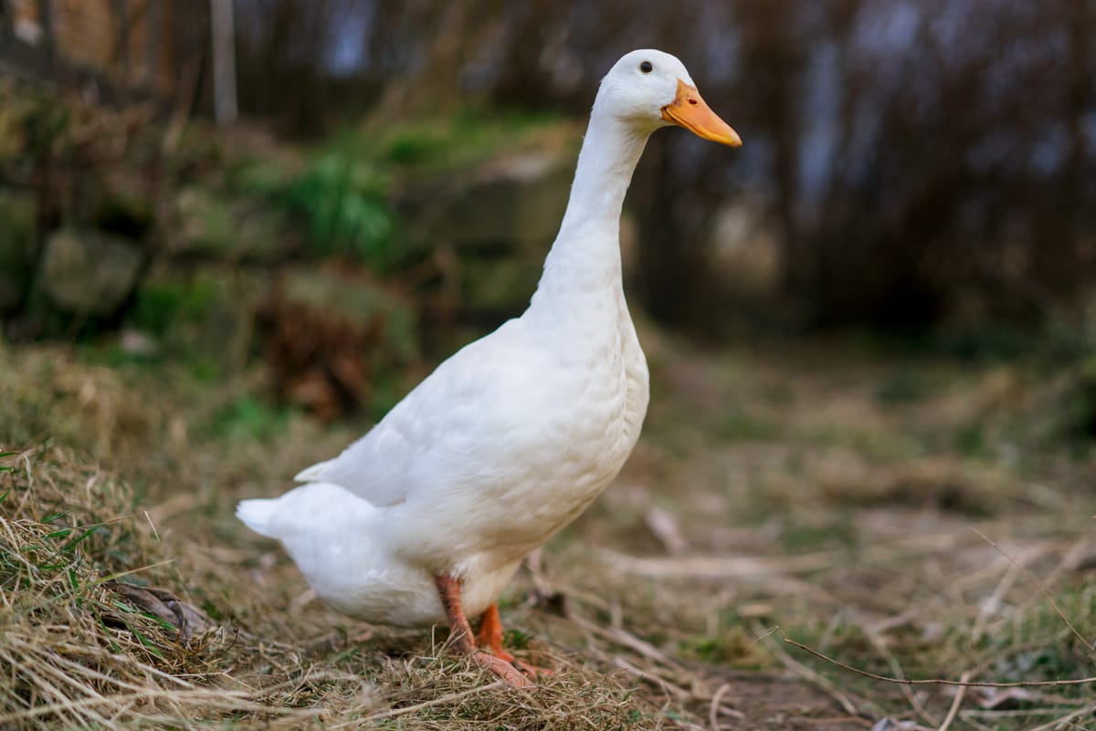 Portrait of a runner duck curiously looking at the camera.
