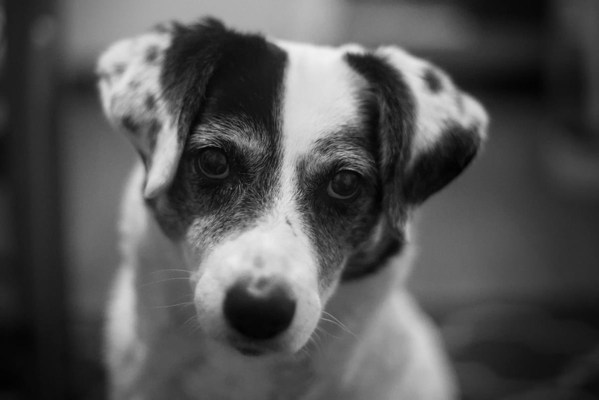 Black and white portrait of a black and whit dog :)