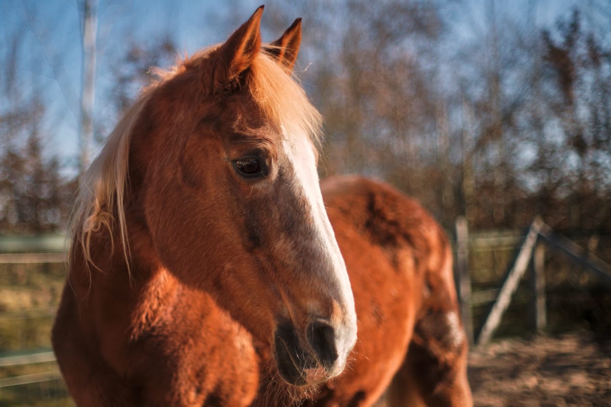 Portrait of a brown horse in sunlight.