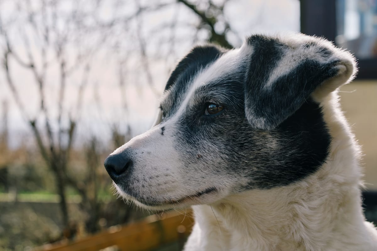 Portrait of a black and white dog looking into the distance.