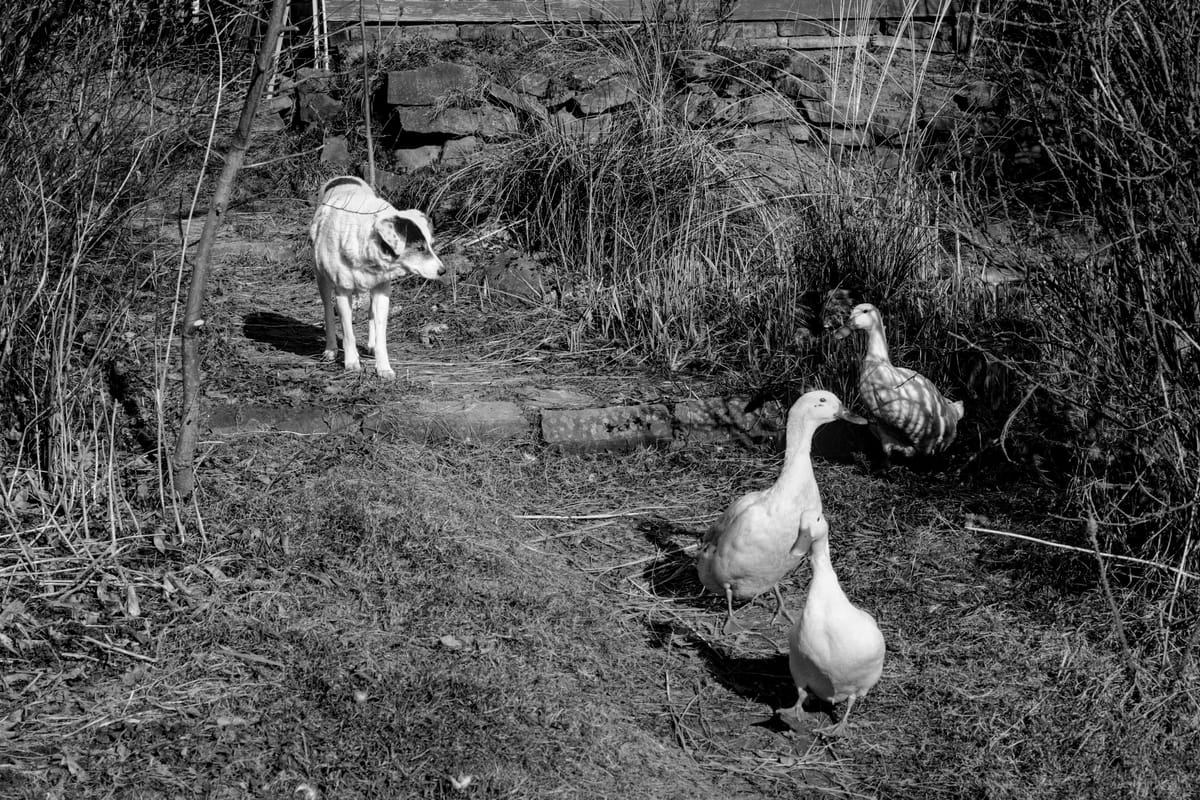Black and white picture of a dog watching three runner duck coming out of the reeds.