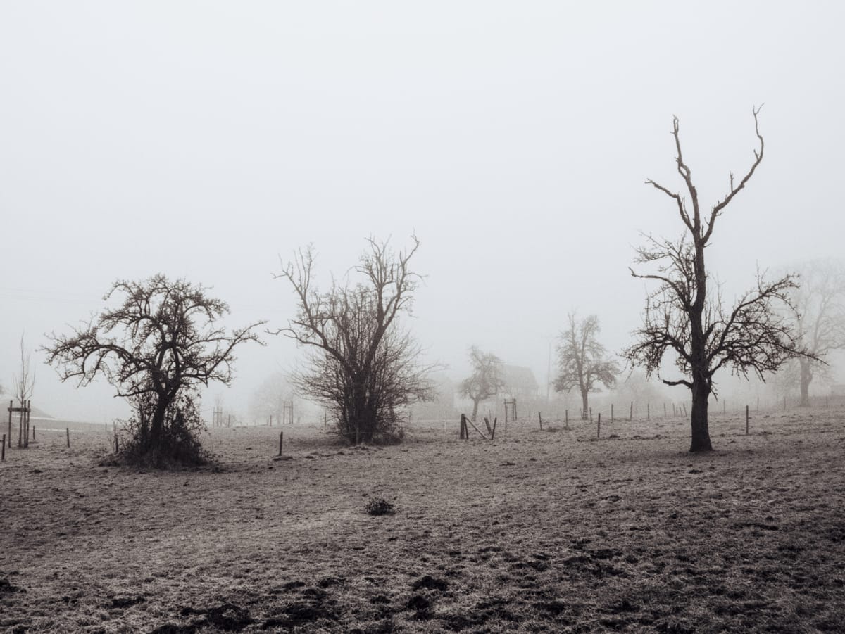 a group of winter trees on a foggy field