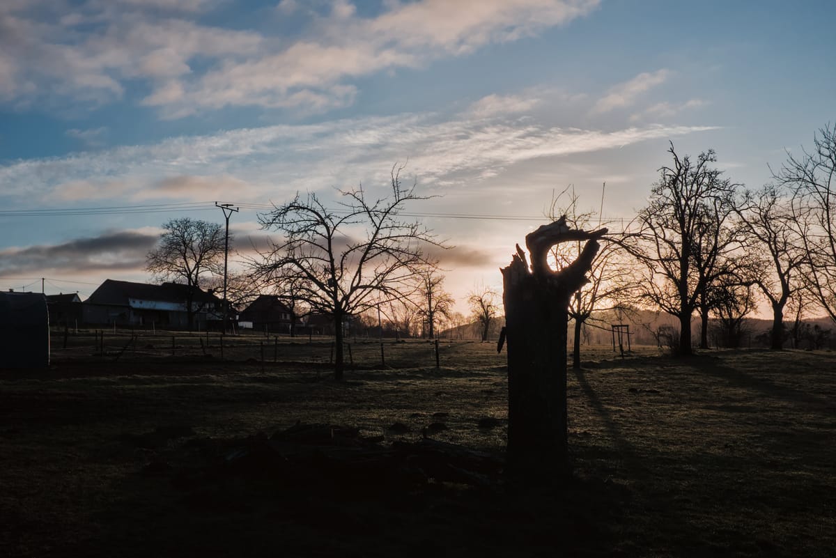 Sunrise over a meadow with a broken tree.
