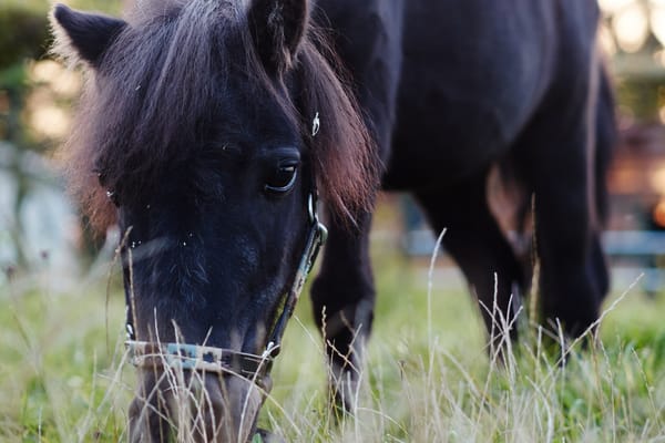 [ 22 - TV-Tipp: Nochmal Blacky ]