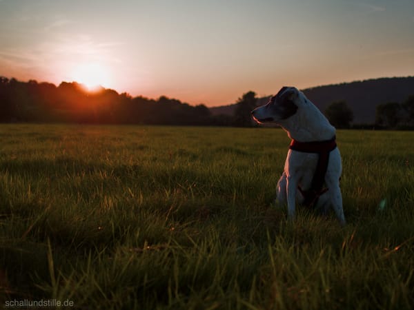 A dog on a meadow looking into the sunset