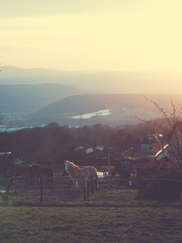 Some horses on a paddock with a hilly landscape in sunset in the background