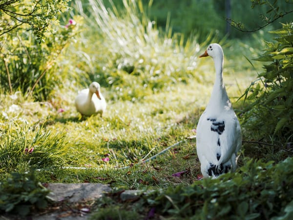 Two runner ducks; one male runner duck looking away from the camera, and one female in the distance facing the camera.