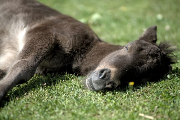 A black shetland pony foal sleeping in the grass.