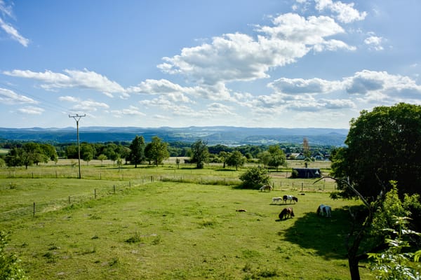 the look out of my studio window, showing a meadow with mini shetland ponies and the Eifel mountain range in the background.