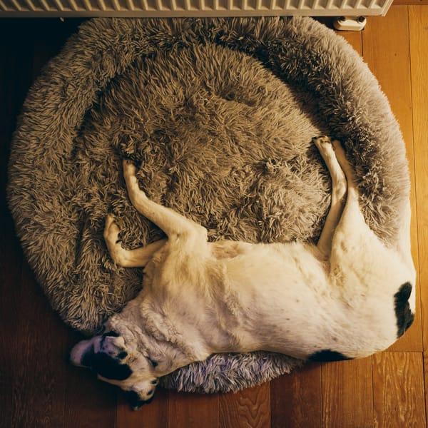A dog lying on the edge of her basket.