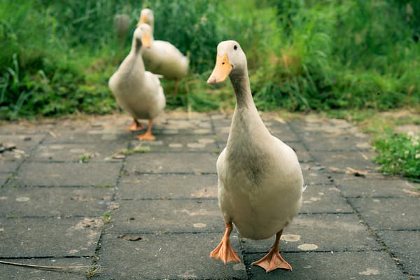 A runner duck walking towards the camera, two more runner ducks are in the background.