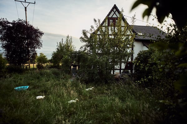 A cottage with a natural garden and three runner ducks in it.