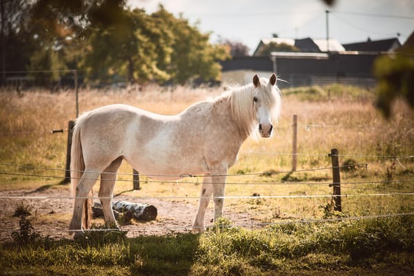 Portrait of a white horse standing on her paddock.