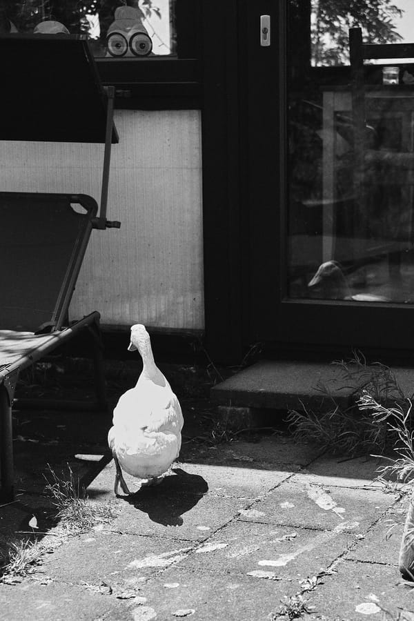 black and white picture of a runner duck walking towards a building with her reflection in the glass door