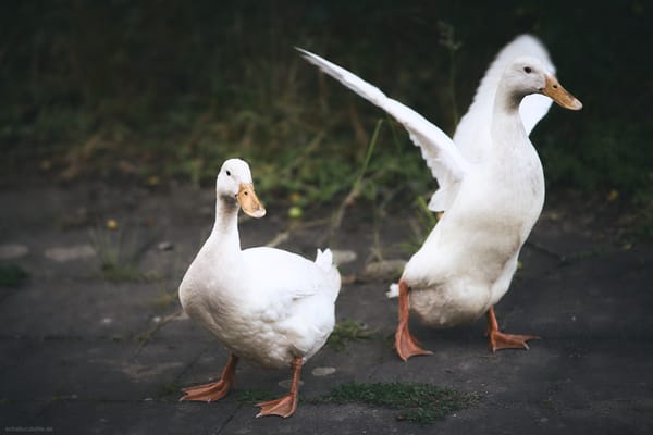 Portrait of two white runner docks. One is spreading her wings.