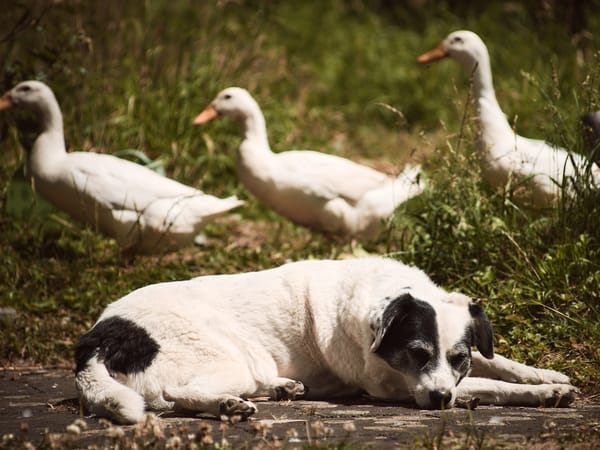 A black and white dog resting in front of three runner ducks walking from right to left in the background.