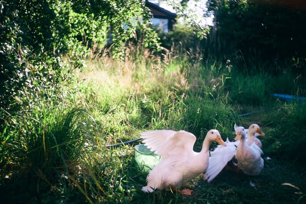 Three runner ducks in a garden, towards the lower right edge of the frame.