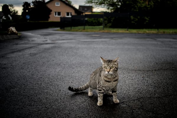 A cat waiting on wet asphalt