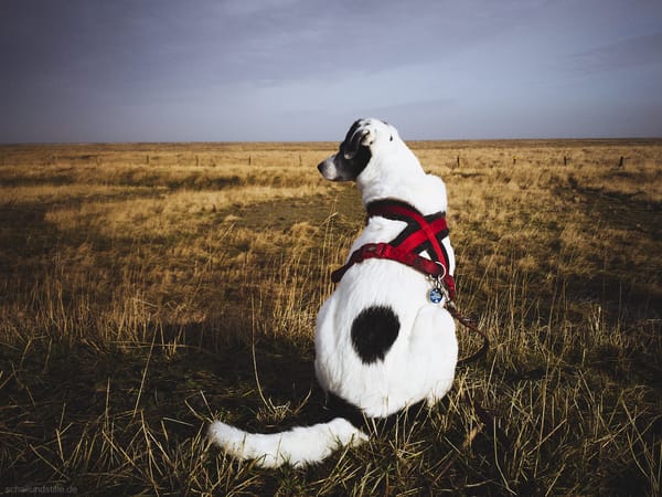 a black and white dog watching the grasslands