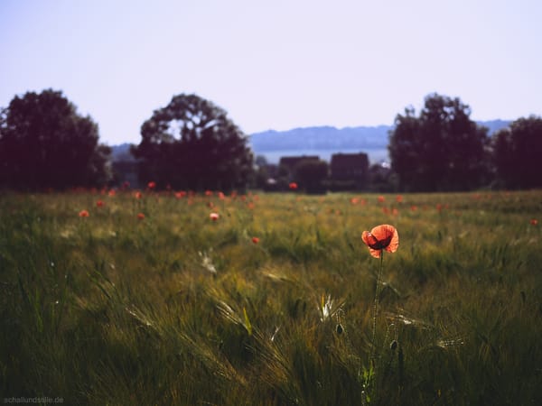 A single poppy in a wheat field at sunrise