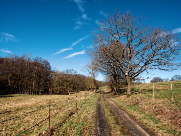 A dirt road between two meadows in spring, to the right are some trees, in the distance there's a small forest.