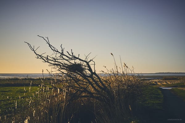 Film (a fragment)