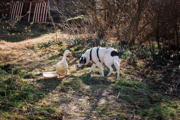 A runner duck and a black and white dog meeting in a garden