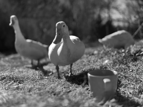 A runner duck curiously looking at a coffee mug, two other runner ducks in the background.