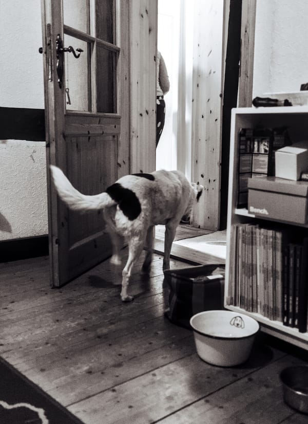 black and white picture of a dog following a person out of a door