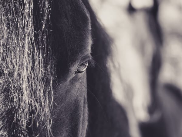 Black and white picture of two Friesian horses. The first one is in the foreground, half-obscured, the second unsharp in the