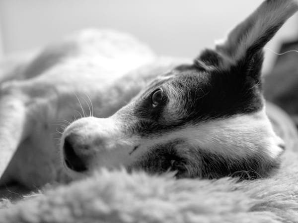 Black and white picture of a black and white dog resting on her pillow.
