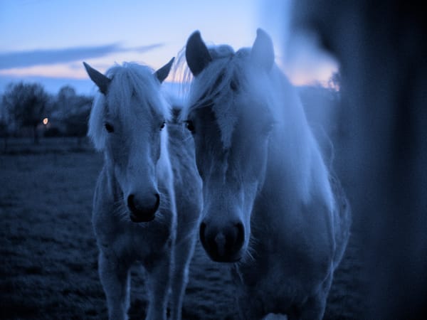 three horses in twilight
