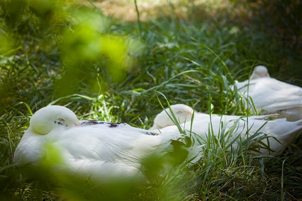 Three runner ducks resting in the grass.