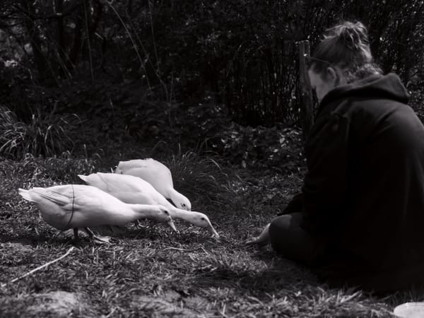 Black and white picture of a woman feeding three runner ducks