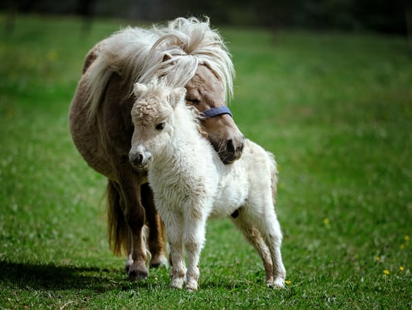 A mini shetland pony foal with his mother standing behind him and resting her head on his back.