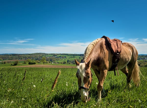 A haflinger horse grazing on a meadow.