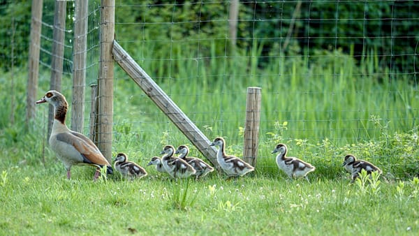 A mother duck with her offspring walking beside a fence.