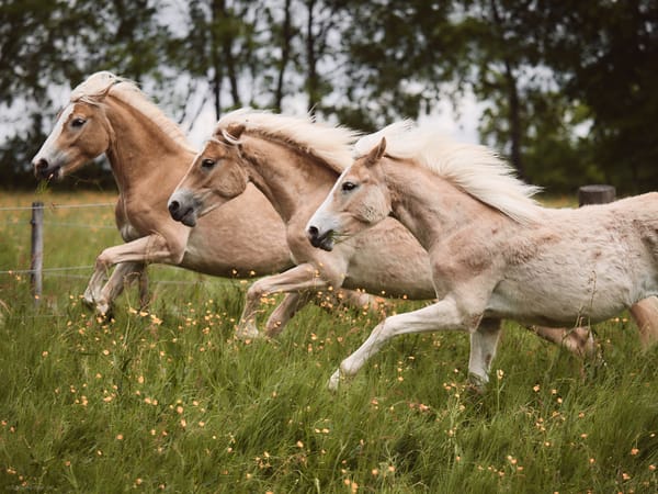 Three haflinger horses running on a meadow.