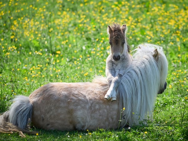 A shetland pony mare resting on the ground while her foal is trying to climb over her.
