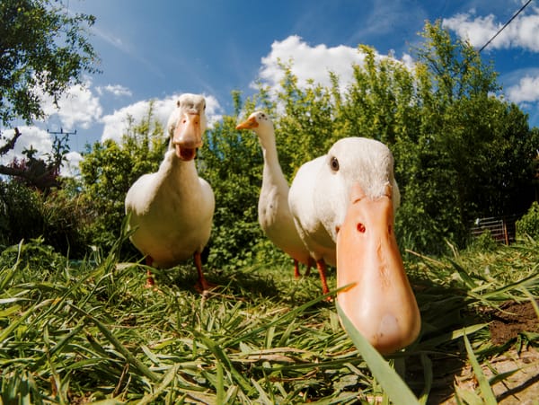 Three runner ducks searching the ground for something edible.
