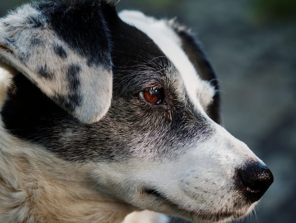 Portrait of a black and white dog.