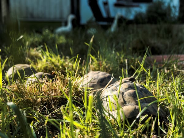 Some tortoises resting in the grass with runner ducks unsharp in the distance.